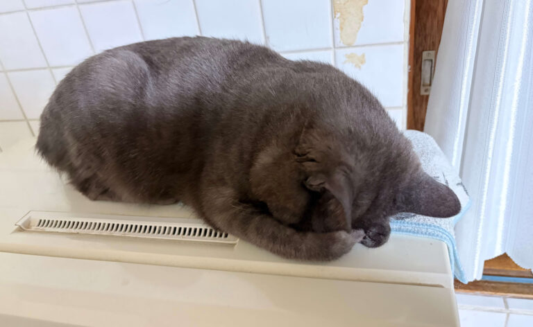 愛猫